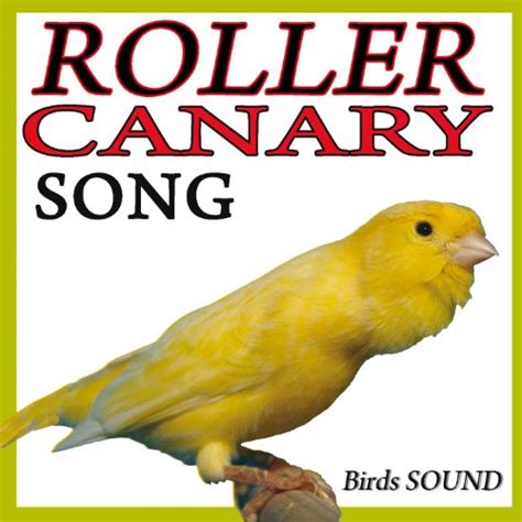 canary song download|More.